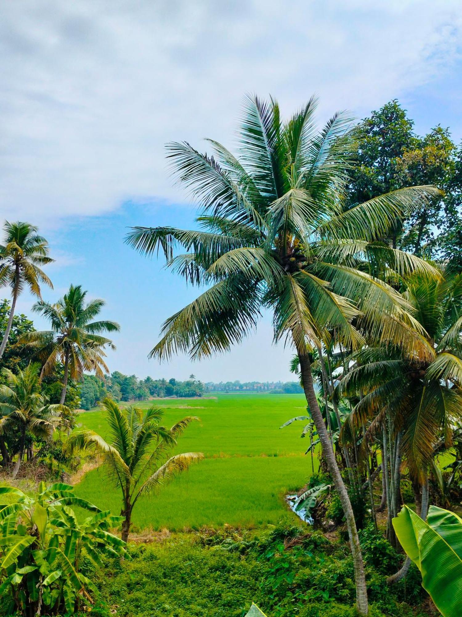 Paddy N Canal Homestay Alappuzha Exterior photo